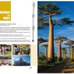 Libro Missioni_Kenya baobab